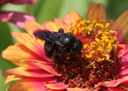 Xylocopa sp.